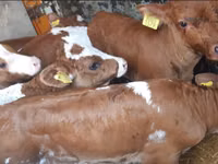 Banteng, Simmental cattle — foto 3