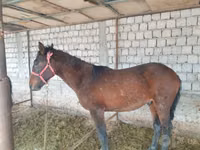 Kuda jantan, Kyrgyz Horse — foto 6