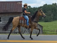 Yegua, Missouri foxtrotter — foto 8