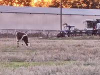 母牛, Russian Black pied cattle — 照片 1