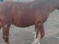 Horse (M), Russian Heavy Draft — photo 7
