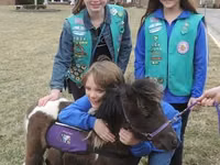 Cheval, Miniature horse — photo 1