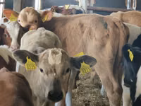 Bovinos (lote, sexo no especificado), Simmental cattle — foto 4