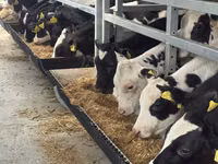 雄牛, Simmental cattle — 写真 2