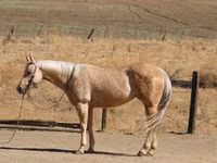 فرس, Quarter Horse — الصورة 7