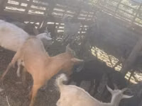Kambing betina, Goats — foto 5