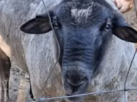 Widder, White Suffolk sheep — Foto 2