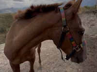 Hengst, Tiger horse — Foto 1