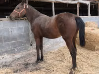 雌馬, Thoroughbred horse — 写真 5