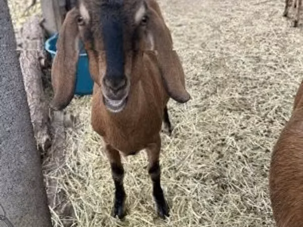 Chèvre, Nubian Goat