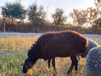雄羊, Rhon sheep — 写真 3