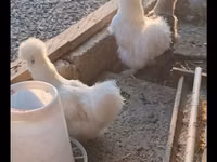 Silkie — photo 2