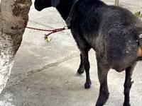 Bélier, Arashan sheep — photo 2