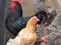 Chickens — Foto 4