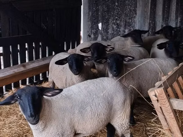 Ovejas (lote, sexo no especificado), White Suffolk sheep