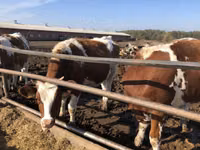 Sapi, Red-spotted breed — foto 1