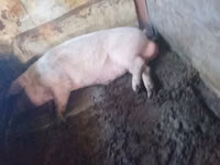 Babi jantan — foto 1