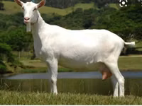 Cabro, Saanen goat — foto 4