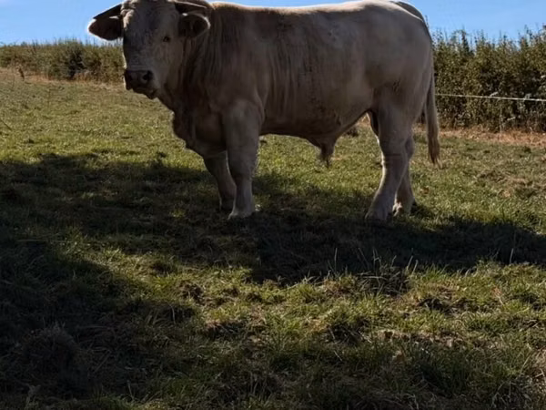 Bulle, Kaste Kuh