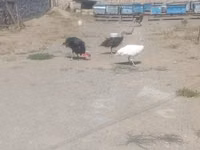 Turkeys — photo 5