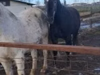 Hengst, Lipizzaner — Foto 2