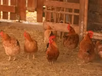 Poule danoise — photo 2