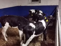 ثور, Russian Black pied cattle — الصورة 4