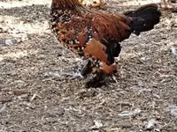 gallina danesa — foto 1