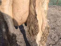 بقرة, Swiss cattle — الصورة 1