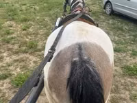 Jument, Chevaux — photo 2