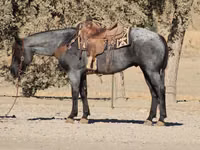 Hengst, Quarter Horse — Foto 3