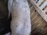 Babi betina, Pigs — foto 2