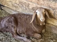 Schaf, Afghan Arabi sheep — Foto 4