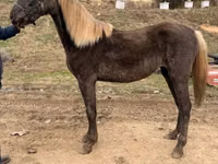Yegua, Rocky Mountain Horse — foto 1