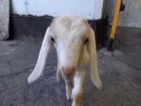 Ziegenbock, Nubian Goat — Foto 6