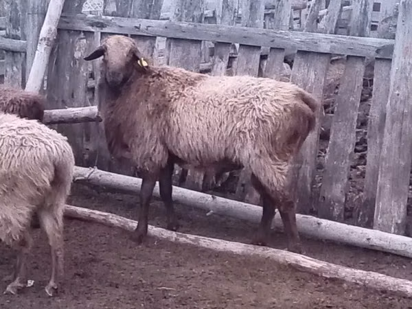كبش, Edilbay sheep