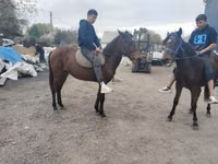 Kuda jantan, Thoroughbred horse — foto 1