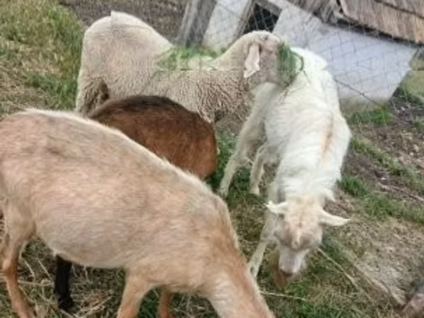 雄羊, Merino sheep