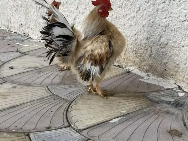 Chickens