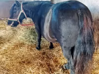 Jument, American shetland pony — photo 1