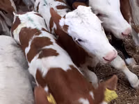 牛（ロット、性別未指定）, Simmental cattle — 写真 1