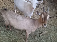 Boucs, Russian White goat — photo 1