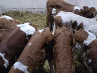 Bulle, Simmental cattle — Foto 3