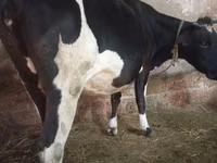 雌牛, Russian Black pied cattle — 写真 2