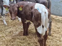 Bovins (lot, sexe non indiqué), Simmental cattle — photo 3