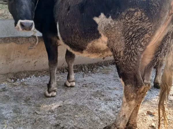 Vache, Race Alatauskaya