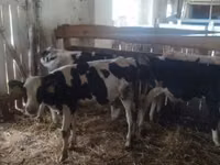 Banteng, Holstein breed — foto 2