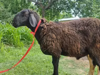 Widder, Blackheaded Persian sheep — Foto 5