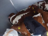 Toro, Simmental cattle — foto 3