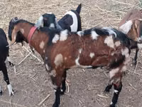 Ziegenbock, Nubian Goat — Foto 3